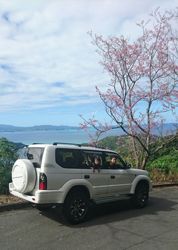 沖縄では今日からアチコチで桜祭りが始まっています。 プラドがウチに来て早くも1ヶ月を過ぎました